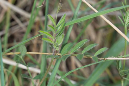 Megoura viciae